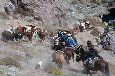 Chile-Central-High Andes Cattle Drive